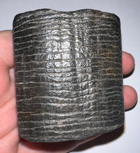 Load image into Gallery viewer, Rare Ice Age Fossil Giant Ground Sloth Eremotherium Tooth 2.2 Inches