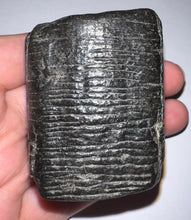 Load image into Gallery viewer, Rare Ice Age Fossil Giant Ground Sloth Eremotherium Tooth 2.2 Inches