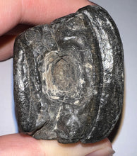 Load image into Gallery viewer, Rare Ice Age Fossil Giant Ground Sloth Eremotherium Tooth 2.2 Inches