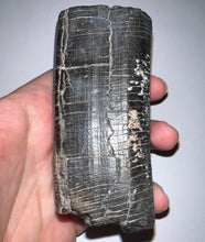 Load image into Gallery viewer, GEM Rare ENORMOUS Ice Age Fossil Giant Ground Sloth Eremotherium Tooth 4 Inches