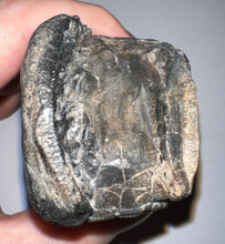 Load image into Gallery viewer, GEM Rare ENORMOUS Ice Age Fossil Giant Ground Sloth Eremotherium Tooth 4 Inches