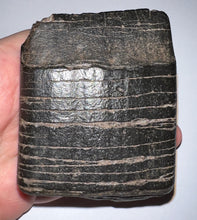 Load image into Gallery viewer, Rare Huge Ice Age Fossil Giant Ground Sloth Eremotherium Tooth 3.15 Inches