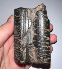 Load image into Gallery viewer, Rare Huge Ice Age Fossil Giant Ground Sloth Eremotherium Tooth 3.15 Inches