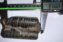 Load image into Gallery viewer, Rare Huge Ice Age Fossil Giant Ground Sloth Eremotherium Tooth 3.15 Inches