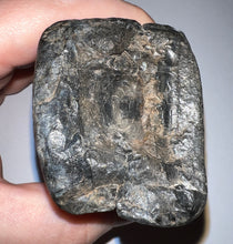 Load image into Gallery viewer, GEM Rare HUGE Ice Age Fossil Giant Ground Sloth Eremotherium Tooth 3.82 Inches