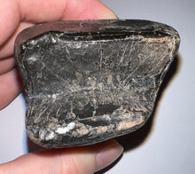 Load image into Gallery viewer, GEM Rare Huge Ice Age Fossil Giant Ground Sloth Eremotherium Tooth 3.26 Inches