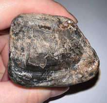 Load image into Gallery viewer, GEM Rare Huge Ice Age Fossil Giant Ground Sloth Eremotherium Tooth 3.26 Inches