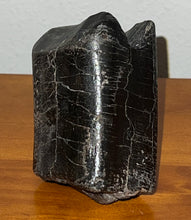 Load image into Gallery viewer, GEM Rare Huge Ice Age Fossil Giant Ground Sloth Eremotherium Tooth 3.26 Inches