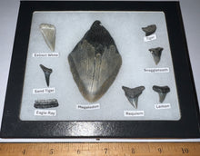 Load image into Gallery viewer, Labeled 8 Shark Tooth Collection in a Riker Mount with a Megalodon