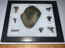 Load image into Gallery viewer, Labeled 8 Shark Tooth Collection in a Riker Mount with a Megalodon