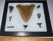 Load image into Gallery viewer, Labeled 8 Shark Tooth Collection in a Riker Mount with a Megalodon