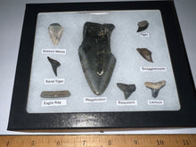 Load image into Gallery viewer, Labeled 8 Shark Tooth Collection in a Riker Mount with a Megalodon