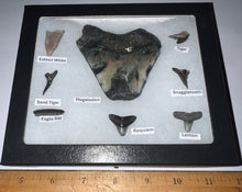 Load image into Gallery viewer, Labeled 8 Shark Tooth Collection in a Riker Mount with a Megalodon
