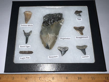 Load image into Gallery viewer, Labeled 8 Shark Tooth Collection in a Riker Mount with a Megalodon