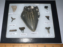 Load image into Gallery viewer, Labeled 8 Shark Tooth Collection in a Riker Mount with a Megalodon