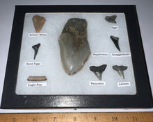 Load image into Gallery viewer, Labeled 8 Shark Tooth Collection in a Riker Mount with a Megalodon