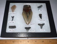 Load image into Gallery viewer, Labeled 8 Shark Tooth Collection in a Riker Mount with a Megalodon