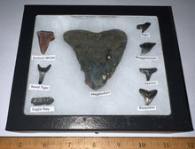 Load image into Gallery viewer, Labeled 8 Shark Tooth Collection in a Riker Mount with a Megalodon