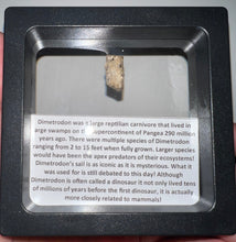 Load image into Gallery viewer, Framed Dimetrodon Fossil Spine Fragment One per Order .3-.5 Inches!