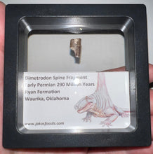 Load image into Gallery viewer, Framed Dimetrodon Fossil Spine Fragment One per Order .3-.5 Inches!