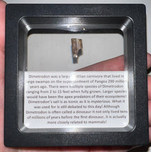 Load image into Gallery viewer, Framed Dimetrodon Fossil Spine Fragment One per Order .3-.5 Inches!