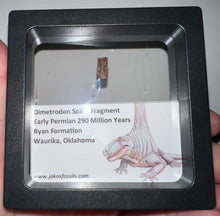 Load image into Gallery viewer, Framed Dimetrodon Fossil Spine Fragment One per Order .3-.5 Inches!