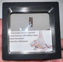 Load image into Gallery viewer, Framed Dimetrodon Fossil Spine Fragment One per Order .3-.5 Inches!
