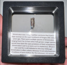 Load image into Gallery viewer, Framed Dimetrodon Fossil Spine Fragment One per Order .3-.5 Inches!