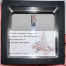 Load image into Gallery viewer, Framed Dimetrodon Fossil Spine Fragment One per Order .3-.5 Inches!