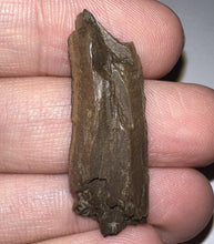 Load image into Gallery viewer, Framed Tyrannosaurus Rex Fossil Tooth Fragment 1.35 Inches
