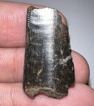 Load image into Gallery viewer, Framed Tyrannosaurus Rex Fossil Tooth Fragment 1.07 Inches