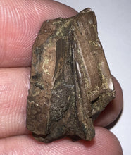 Load image into Gallery viewer, Framed Tyrannosaurus Rex Fossil Tooth Fragment 1.07 Inches