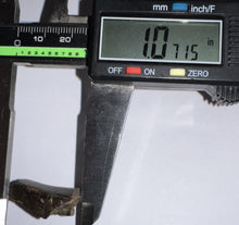 Load image into Gallery viewer, Framed Tyrannosaurus Rex Fossil Tooth Fragment 1.07 Inches