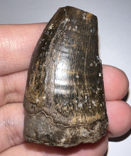 Load image into Gallery viewer, Tyrannosaurus Rex Fossil Tooth 1.78 Inches Hell Creek Formation Montana NO REPAIR!