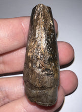 Load image into Gallery viewer, Tyrannosaurus Rex Fossil Tooth 1.78 Inches Hell Creek Formation Montana NO REPAIR!