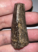 Load image into Gallery viewer, Tyrannosaurus Rex Fossil Tooth 1.78 Inches Hell Creek Formation Montana NO REPAIR!
