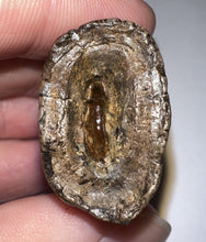 Load image into Gallery viewer, Tyrannosaurus Rex Fossil Tooth 1.78 Inches Hell Creek Formation Montana NO REPAIR!