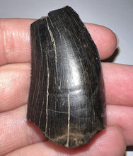 Load image into Gallery viewer, Tyrannosaurus Rex Fossil Tooth 1.76 Inches Hell Creek Formation Montana NO REPAIR!
