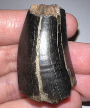 Load image into Gallery viewer, Tyrannosaurus Rex Fossil Tooth 1.76 Inches Hell Creek Formation Montana NO REPAIR!