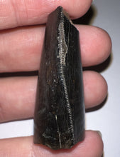 Load image into Gallery viewer, Tyrannosaurus Rex Fossil Tooth 1.76 Inches Hell Creek Formation Montana NO REPAIR!