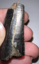 Load image into Gallery viewer, Tyrannosaurus Rex Fossil Tooth 1.76 Inches Hell Creek Formation Montana NO REPAIR!