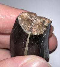 Load image into Gallery viewer, Tyrannosaurus Rex Fossil Tooth 1.76 Inches Hell Creek Formation Montana NO REPAIR!