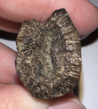 Load image into Gallery viewer, Tyrannosaurus Rex Fossil Tooth 1.76 Inches Hell Creek Formation Montana NO REPAIR!