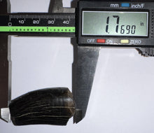 Load image into Gallery viewer, Tyrannosaurus Rex Fossil Tooth 1.76 Inches Hell Creek Formation Montana NO REPAIR!