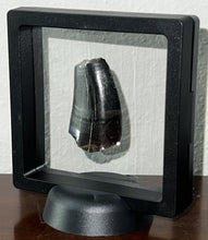 Load image into Gallery viewer, Tyrannosaurus Rex Fossil Tooth 1.76 Inches Hell Creek Formation Montana NO REPAIR!