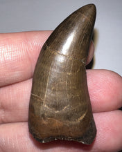 Load image into Gallery viewer, GEM Tyrannosaurus Rex Fossil Tooth 1.71 Inches Hell Creek Formation Montana