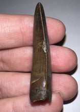 Load image into Gallery viewer, GEM Tyrannosaurus Rex Fossil Tooth 1.71 Inches Hell Creek Formation Montana