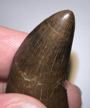 Load image into Gallery viewer, GEM Tyrannosaurus Rex Fossil Tooth 1.71 Inches Hell Creek Formation Montana