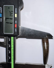 Load image into Gallery viewer, GEM Tyrannosaurus Rex Fossil Tooth 1.71 Inches Hell Creek Formation Montana