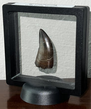 Load image into Gallery viewer, GEM Tyrannosaurus Rex Fossil Tooth 1.71 Inches Hell Creek Formation Montana